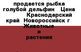 продается рыбка голубой дельфин › Цена ­ 1 000 - Краснодарский край, Новороссийск г. Животные и растения » Аквариумистика   . Краснодарский край